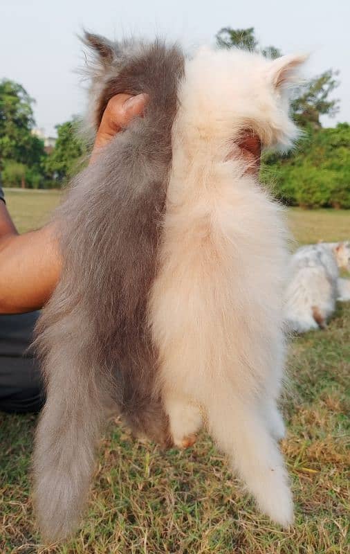 White & light brown Persian Kitten – Fluffy & Adorable 8