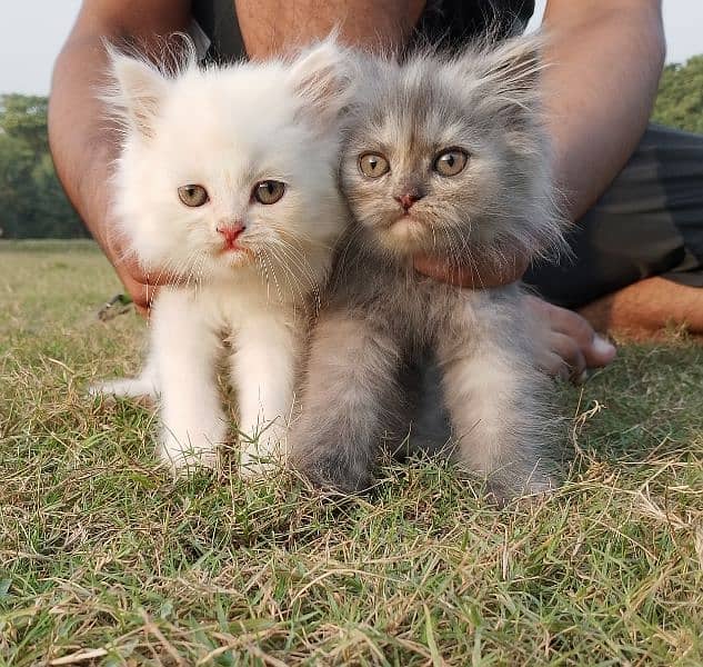 White & light brown Persian Kitten – Fluffy & Adorable 9