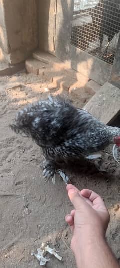 Bantam Pair