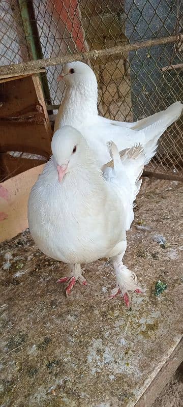 fancey pigeon King beautiful pair. 1