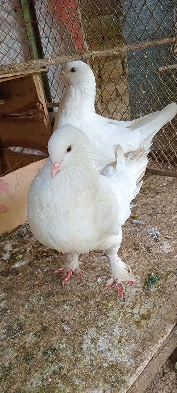 fancey pigeon King beautiful pair. 2