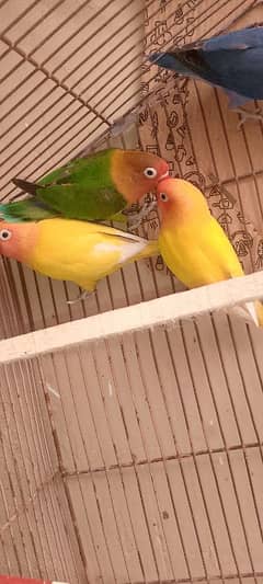 lovebirds