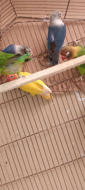 lovebirds 7 pis 3 pair 1 male 6