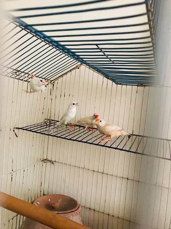 2 pair finches fawn and white finches 4