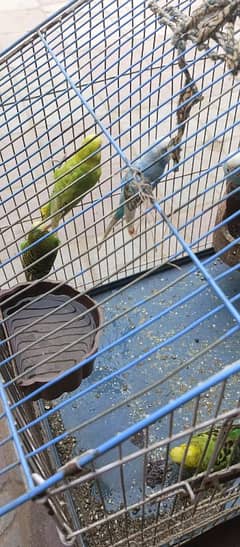 5 piece Australian parrots pair  with cage 0