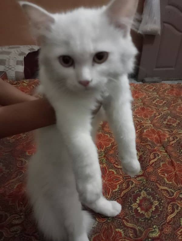 Persian Kitten for sale 1