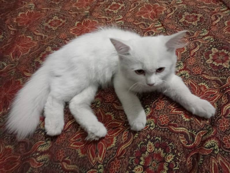 Persian Kitten for sale 2