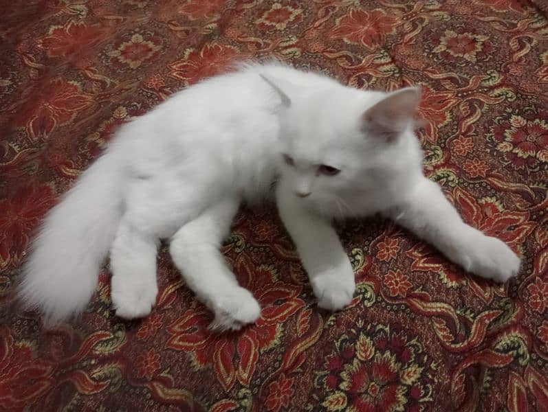 Persian Kitten for sale 3