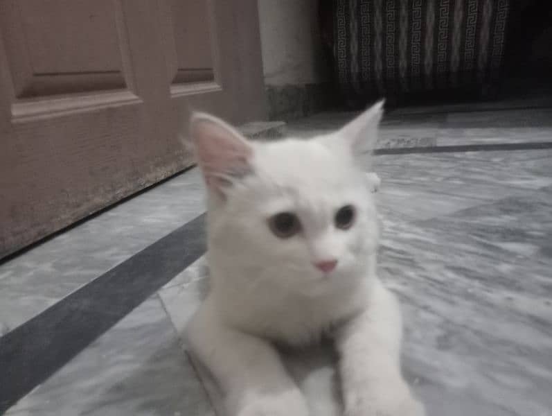 Persian Kitten for sale 5