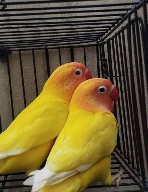 love birds setup for sale 0