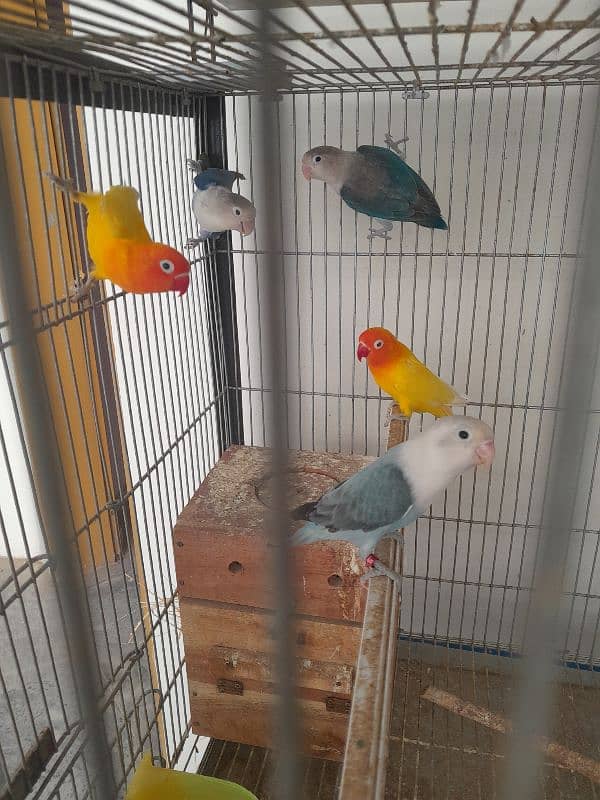 love birds setup for sale 4