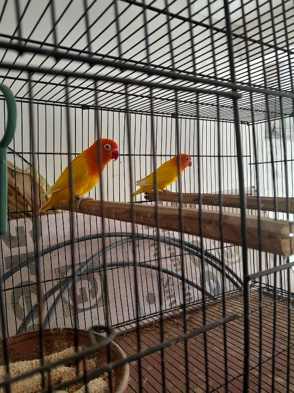 love birds setup for sale 5