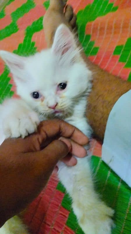 Persian Odd eyes kitten 3