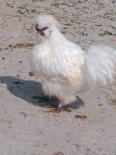 Silkie breeder Male For Sale