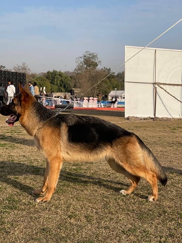 female GSD 1