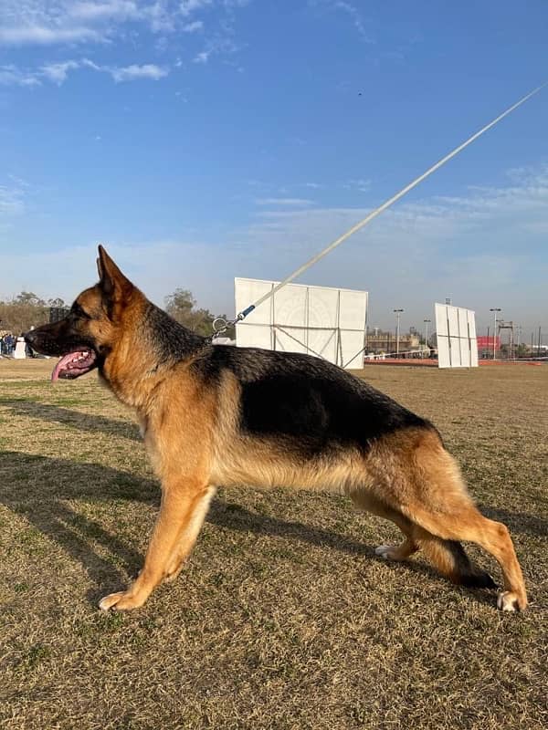 female GSD 2