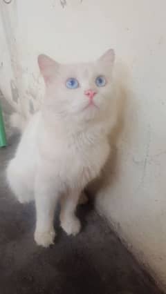 blue eyes Male cat