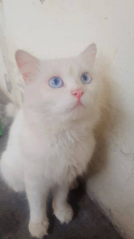 blue eyes Male cat 1