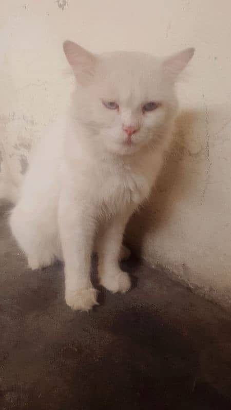 blue eyes Male cat 4