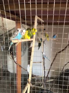 MashaAllah healthy and active Exibition and budgie pair for sale