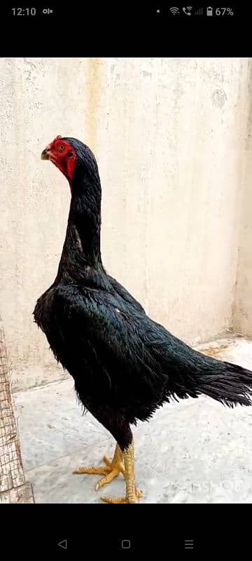 black shamo female madii for sale 0