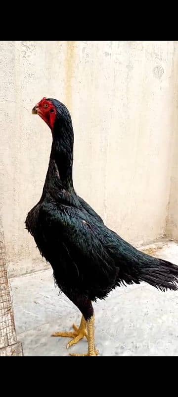 black shamo female madii for sale 1