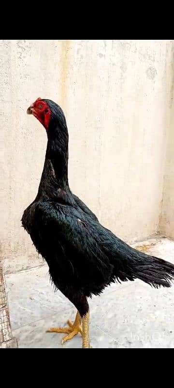 black shamo female madii for sale 3