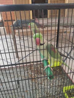 Complete pair RAW parrots with cage (batien b karty h)