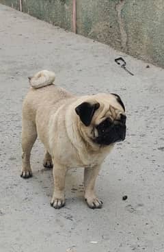 pug breader female