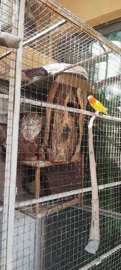 Love Birds albino split  Latino persnata red eyes