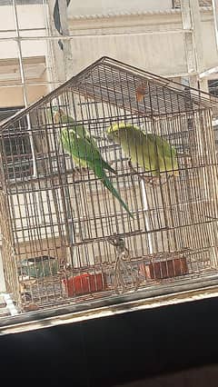 Mitho parrot Pair 0