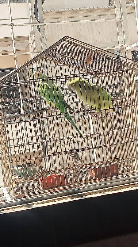 Mitho parrot Pair 0