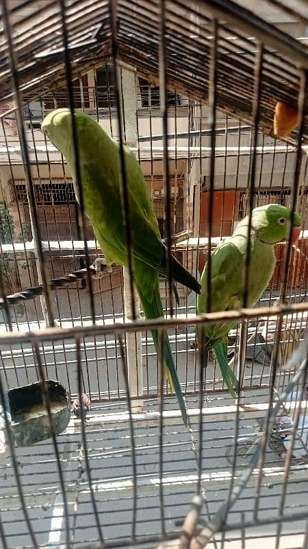 Mitho parrot Pair 1