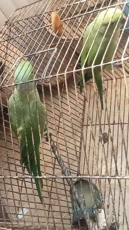 Mitho parrot Pair 2