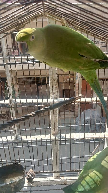 Mitho parrot Pair 3