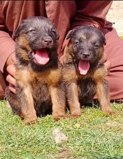 German shepherd puppies for sale / puppy / GSD pup / german shepherd