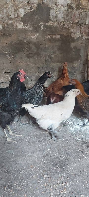 700/kg golden misri | desi murgha | misri murgha | hens 1