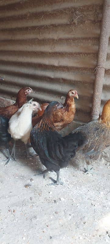 700/kg golden misri | desi murgha | misri murgha | hens 2