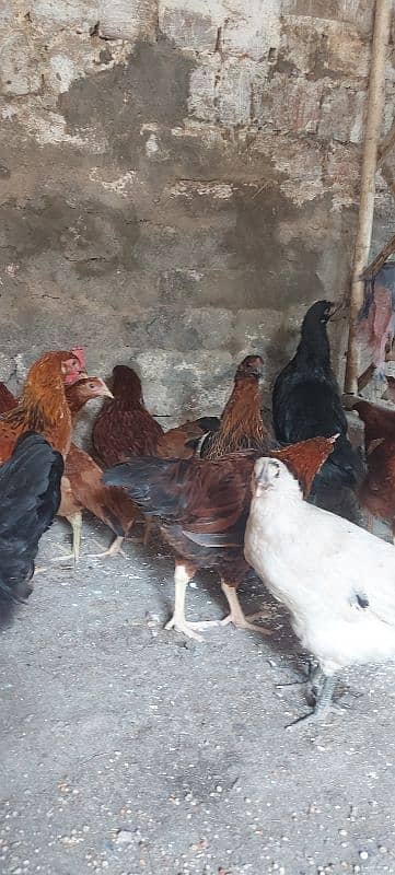 700/kg golden misri | desi murgha | misri murgha | hens 3