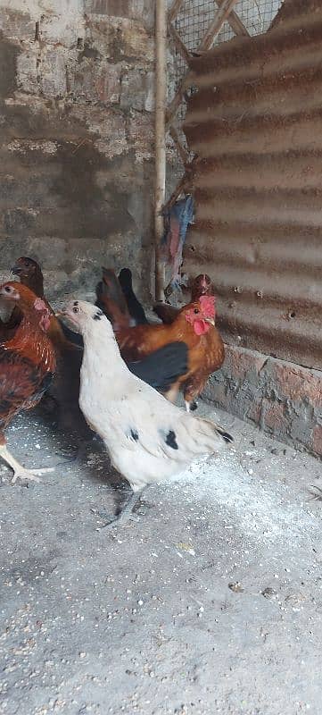 700/kg golden misri | desi murgha | misri murgha | hens 4