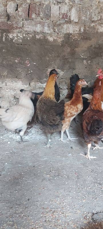 700/kg golden misri | desi murgha | misri murgha | hens 5