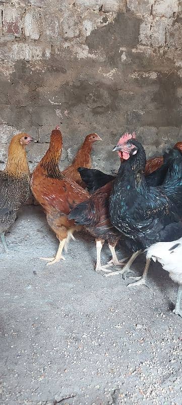 700/kg golden misri | desi murgha | misri murgha | hens 6