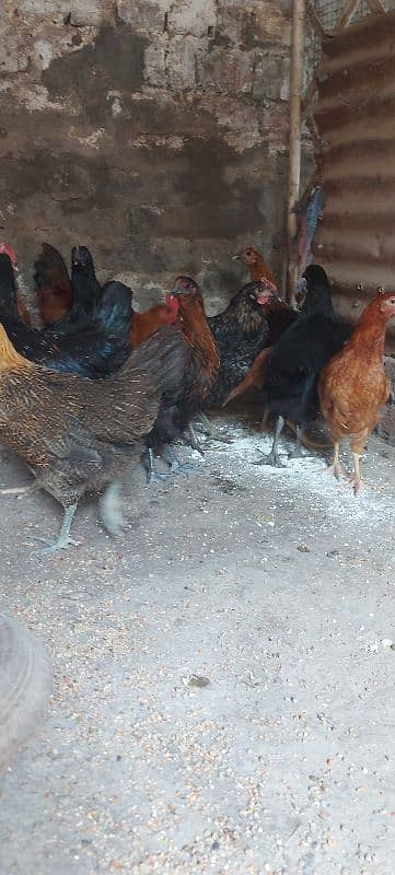 700/kg golden misri | desi murgha | misri murgha | hens 7