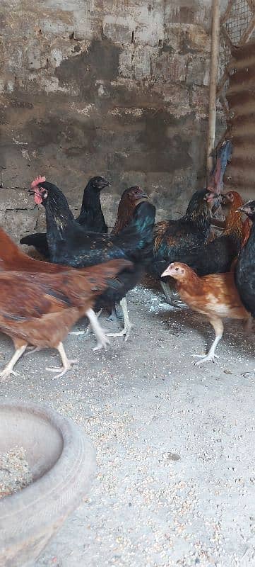 700/kg golden misri | desi murgha | misri murgha | hens 8