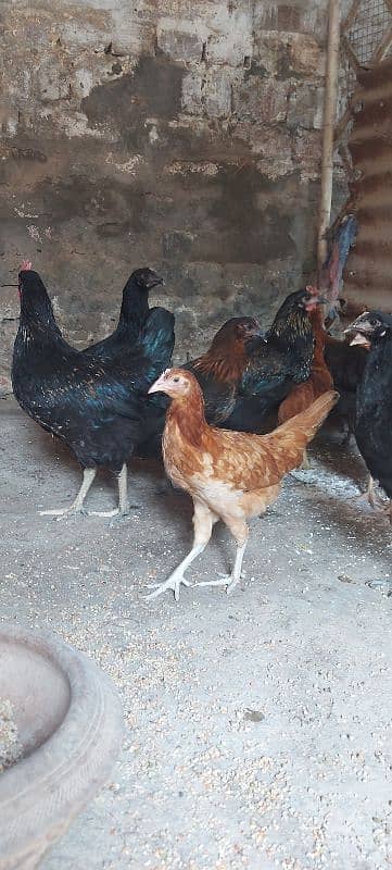 700/kg golden misri | desi murgha | misri murgha | hens 9