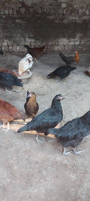 700/kg golden misri | desi murgha | misri murgha | hens 10