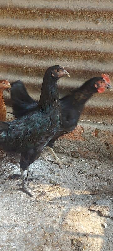 700/kg golden misri | desi murgha | misri murgha | hens 11