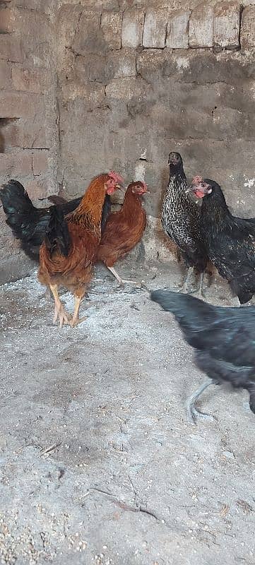 700/kg golden misri | desi murgha | misri murgha | hens 12