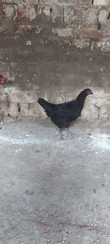 700/kg golden misri | desi murgha | misri murgha | hens 13