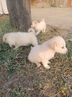 3 Russian puppies, 1 puppy price is 12000 - 03175548127